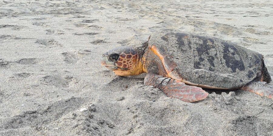 Sal Island: Turtle Watching Experience - From Your Hotel to the Coast: Pickup and Small-Group Rhythm