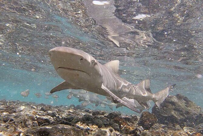 Sal Private Tour: All inclusive Salt Lake, Blue eye and Shark Bay - Getting picked up and staying on schedule