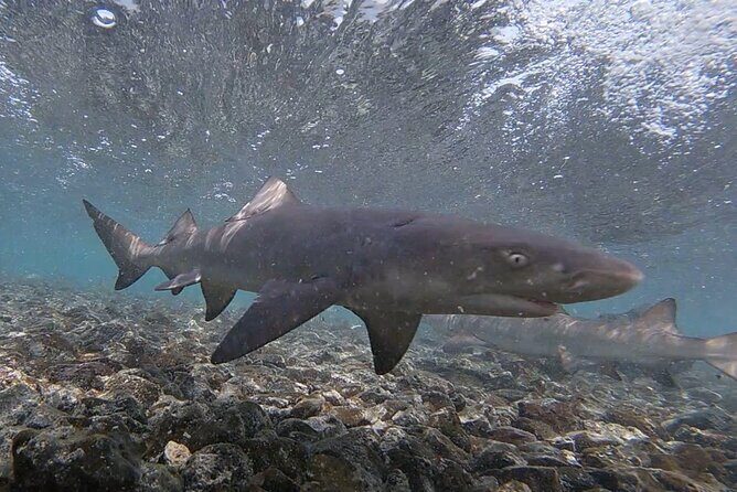 Sal Private Tour: All inclusive Salt Lake, Blue eye and Shark Bay - Price and what you actually get for $223.47
