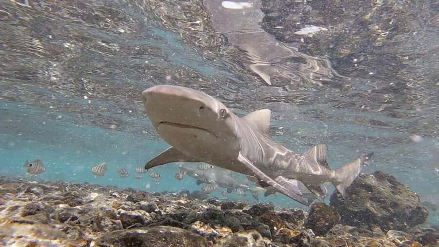 Sal: Private Tour Secrets of a native guide All-inclusive - What’s included (and why it’s good value at $141)