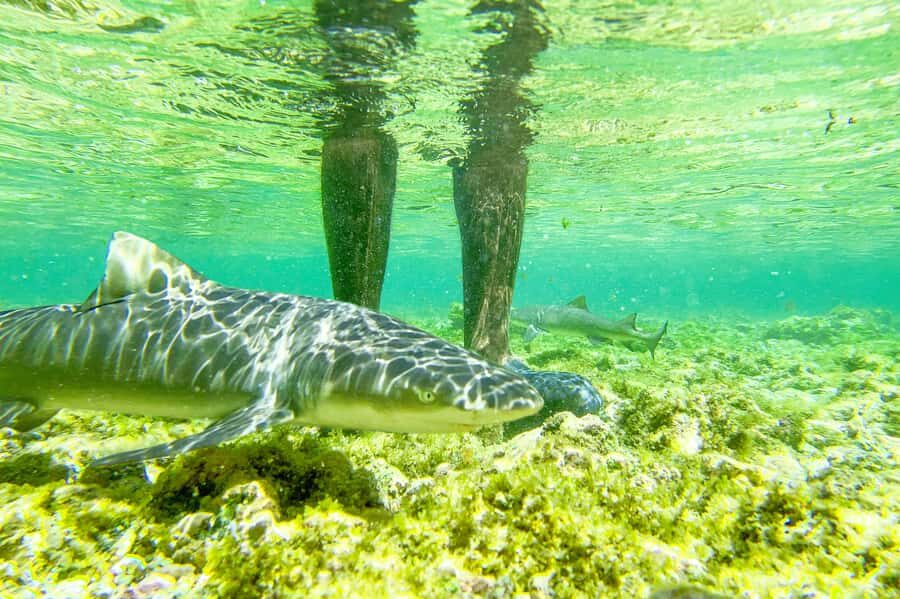 Sal: Small Group Island Tour & Lunch with a Local Family - Key highlights worth carving out time for