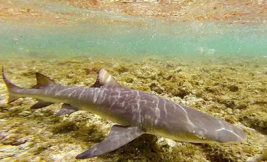 Salt Pans & Lemon Sharks Experience - Key highlights you’ll feel right away
