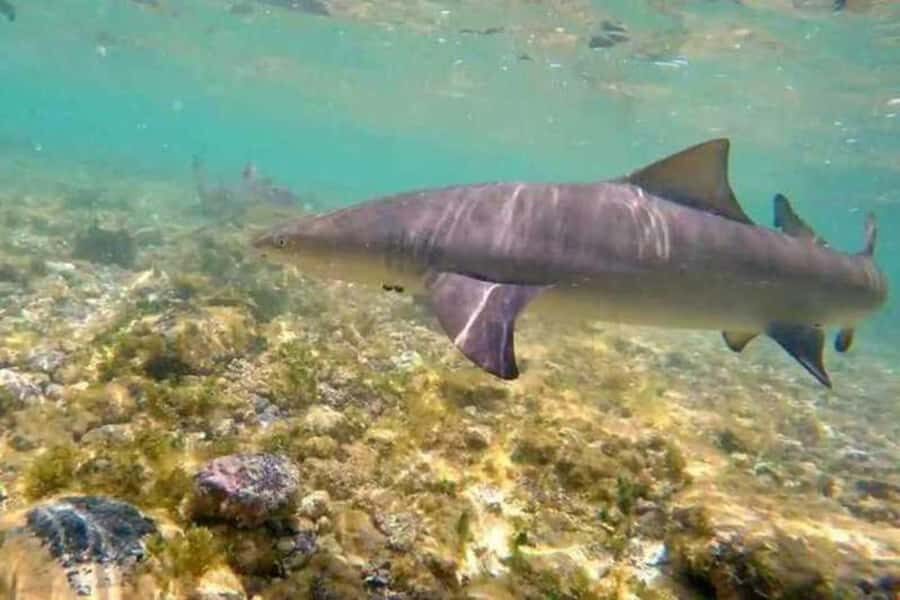 Salt Pans & Lemon Sharks Experience - Turning this into a smooth day: what to bring and what to plan for