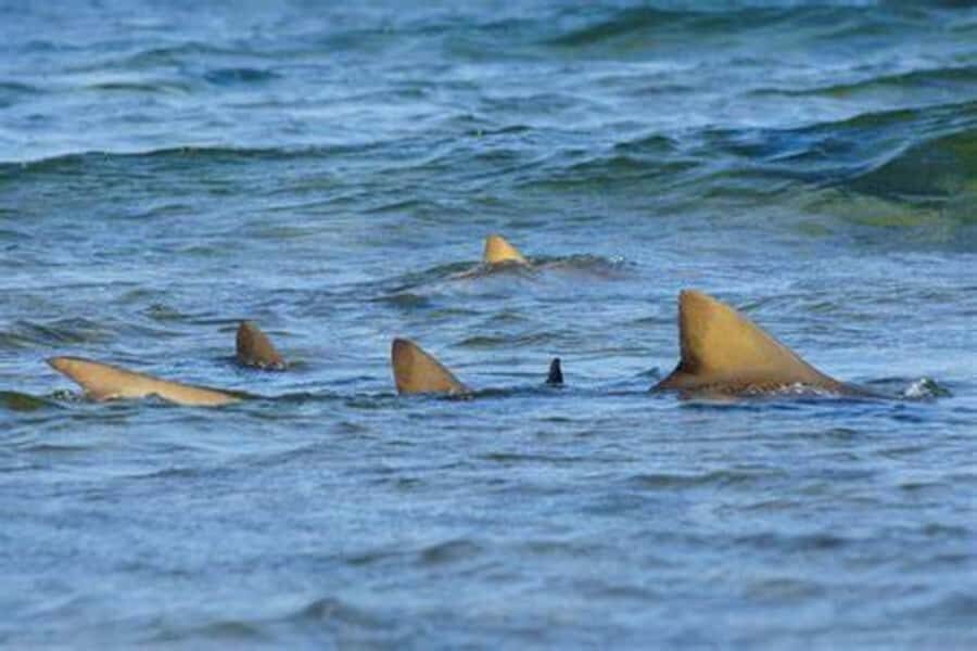 Salt Pans & Lemon Sharks Experience - Safety with lemon sharks: what you can control