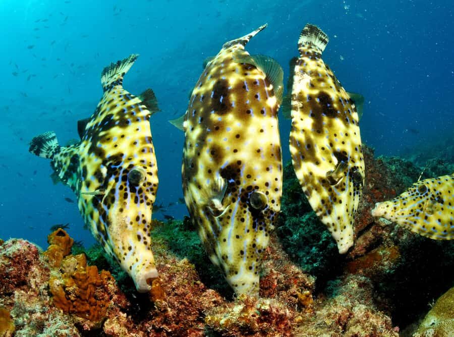 Santa Maria: Discover Scuba Diving - The Half-Morning Pool Session (8:30–11:30) at Bikini Beach