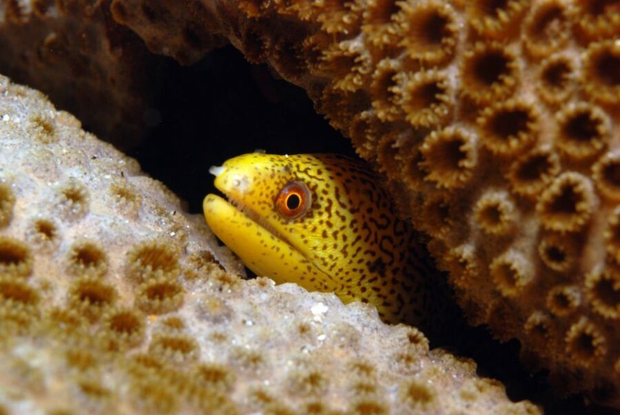 Santa Maria: Half-Day Diving Trip in Sal with Pickup - Santa Maria is a smart choice for a short scuba morning