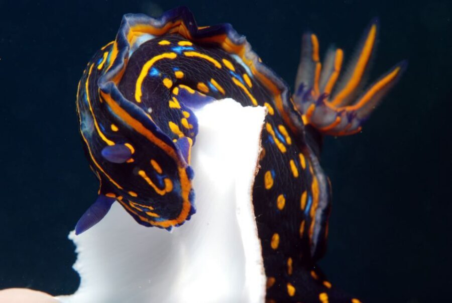 Santa Maria: Half-Day Diving Trip in Sal with Pickup - Two tanks, two depths: how the day is paced