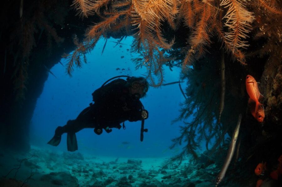 Santa Maria: Half-Day Diving Trip in Sal with Pickup - Marine life you’ll actually want to see (tropical meets Mediterranean)