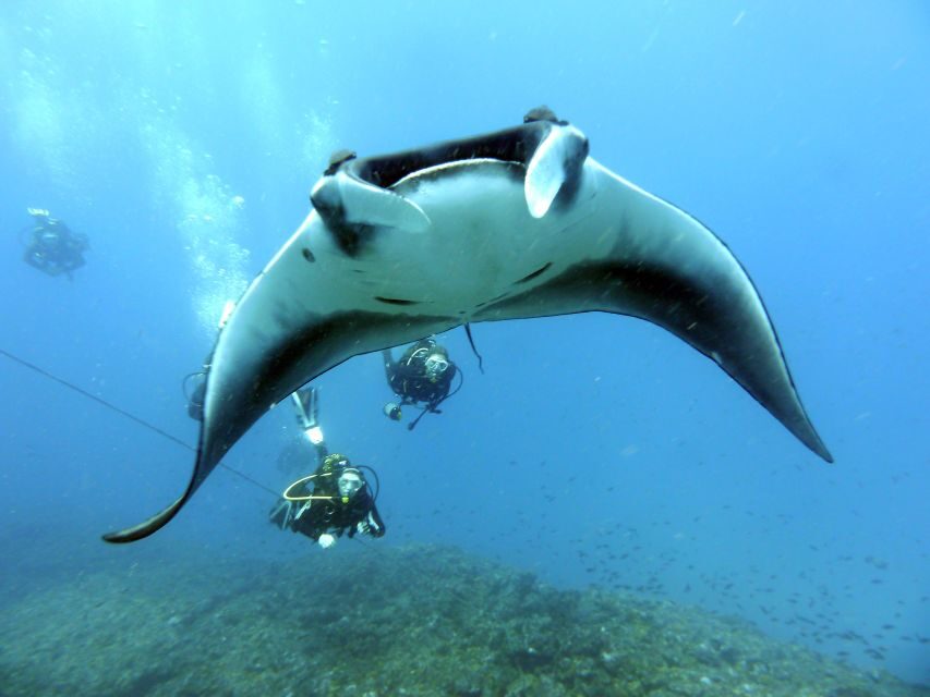 Santa Maria: Half-Day Diving Trip in Sal with Pickup - Who this trip suits best in Sal—and who should skip it