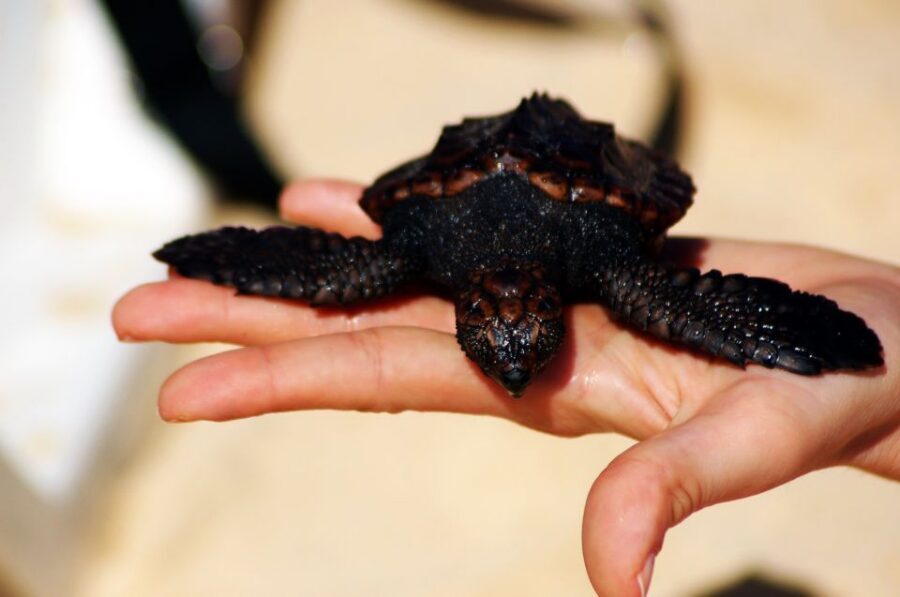 Santa Maria: Sea Turtle Watching Experience on Sal Island - Turtle nesting at Kite Beach hits different after dark
