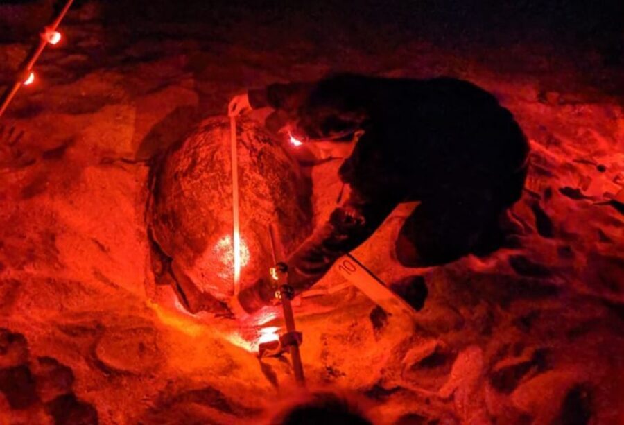 Santa Maria: Sea Turtle Watching Experience on Sal Island - Santa Maria pickup to the deserted beach: it’s all about timing