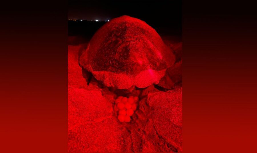 Santa Maria: Sea Turtle Watching Experience on Sal Island - Your guide explains turtle behavior like it matters