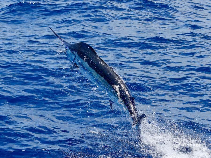 Santa Maria: Trolling Fishing Trip - Marlin spotting: the sail-shaped-fins moment