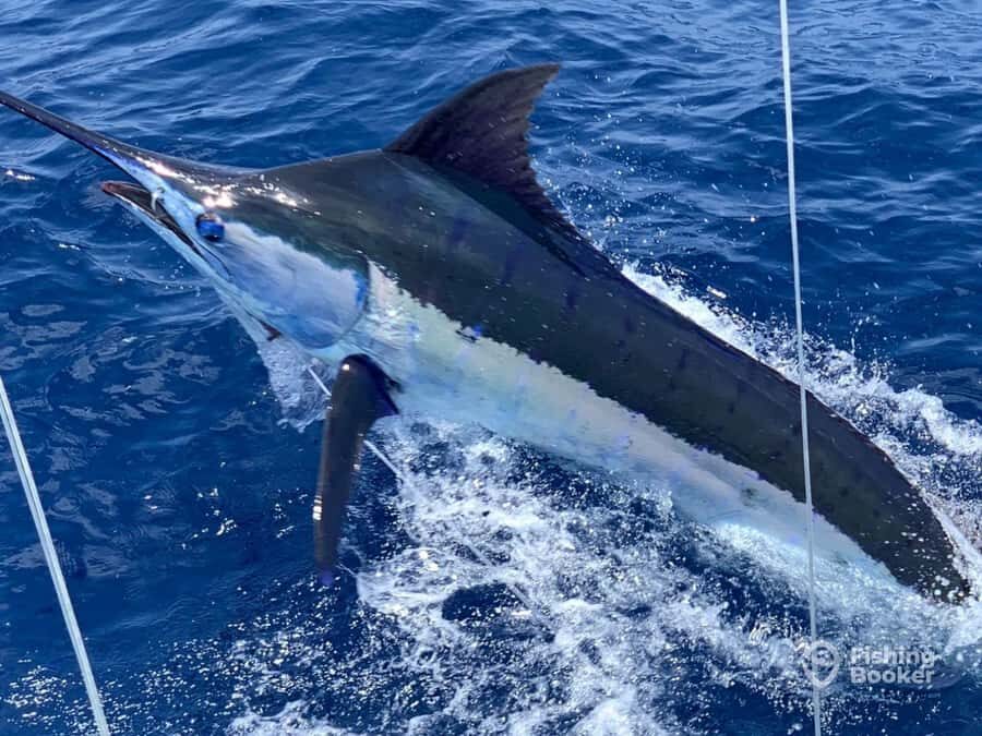 Santa Maria: Trolling Fishing Trip - Getting there: the Pontão de Santa Maria meeting point