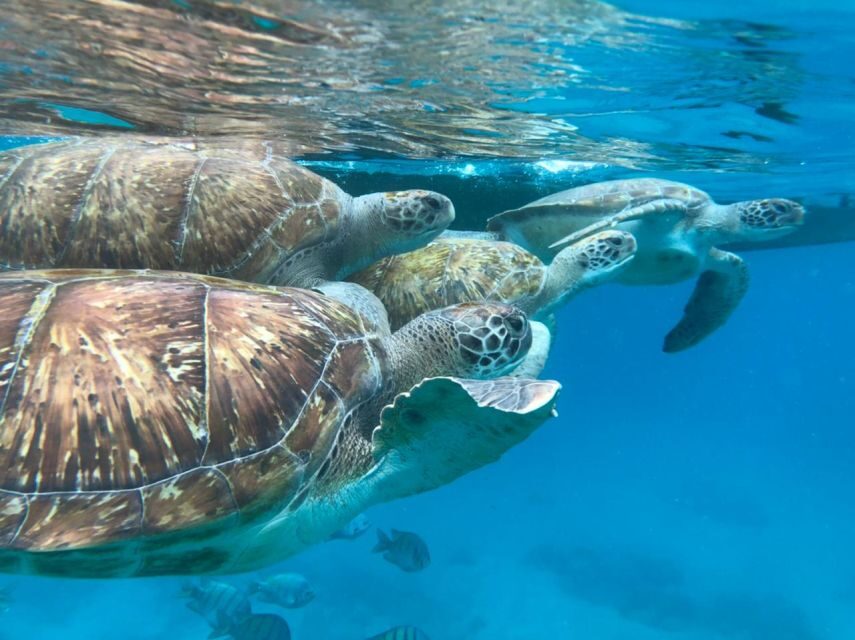 São Vicente: Snorkel with Sea Turtles Adventure - FAQ