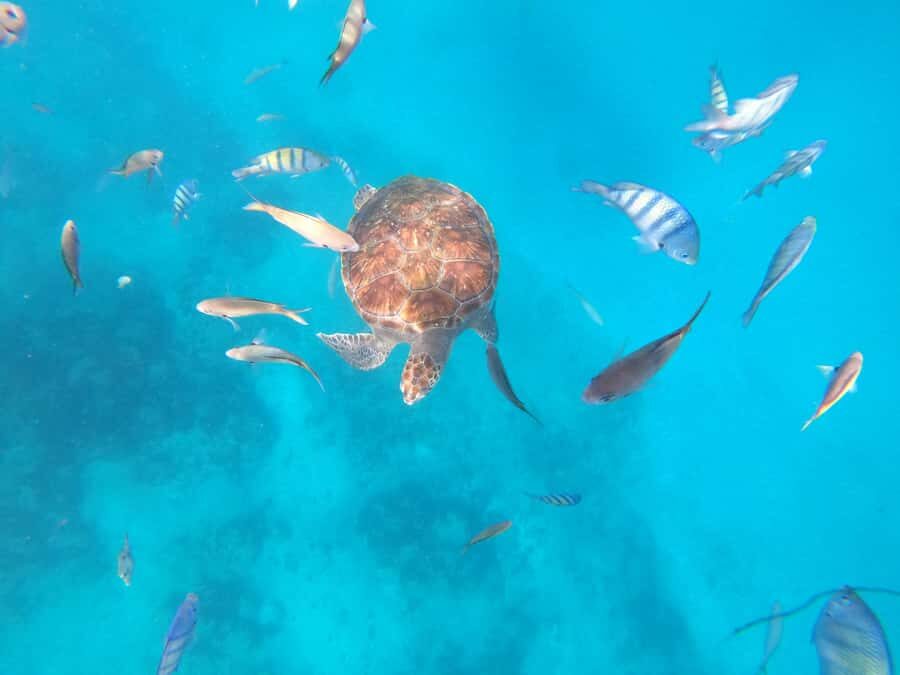 São Vicente: Snorkeling with Turtles Breathtaking Experience - Key highlights you’ll actually care about