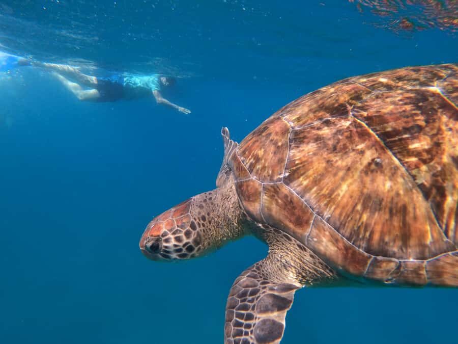 São Vicente: Snorkeling with Turtles Breathtaking Experience - Who should skip this trip