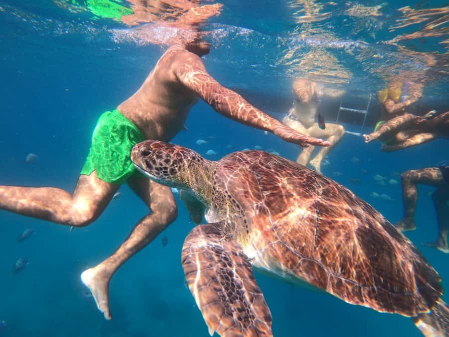 São Vicente: Snorkeling with Turtles Breathtaking Experience - Why São Pedro’s turtle-human relationship is the point