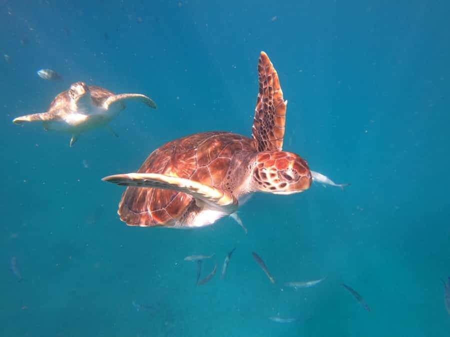 São Vicente: Snorkeling with Turtles Breathtaking Experience - From your hotel to São Pedro village: getting set up right