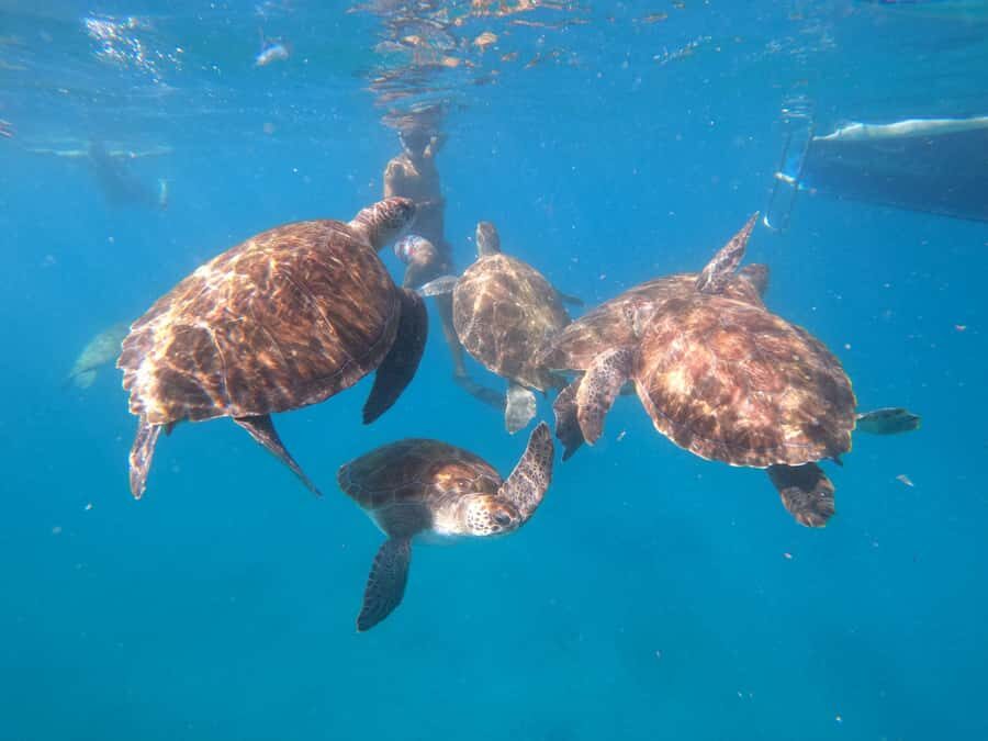 São Vicente: Snorkeling with Turtles Breathtaking Experience - Swimming with green turtles: what to expect in the water