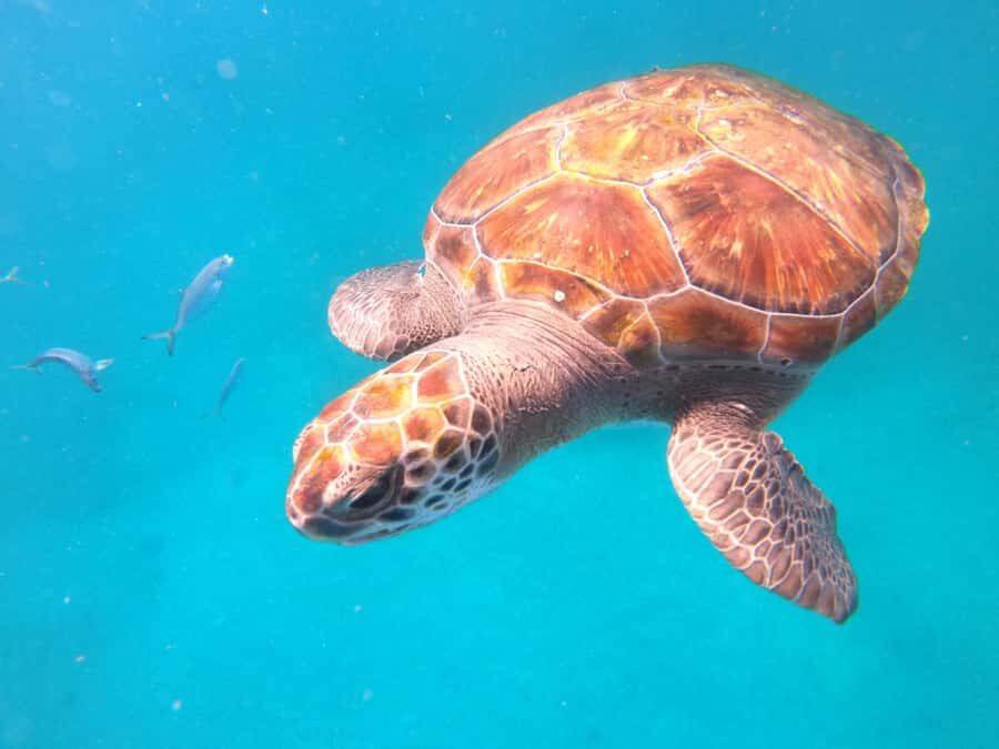 São Vicente: Snorkeling with Turtles Breathtaking Experience - Equipment and group size: small details that change everything
