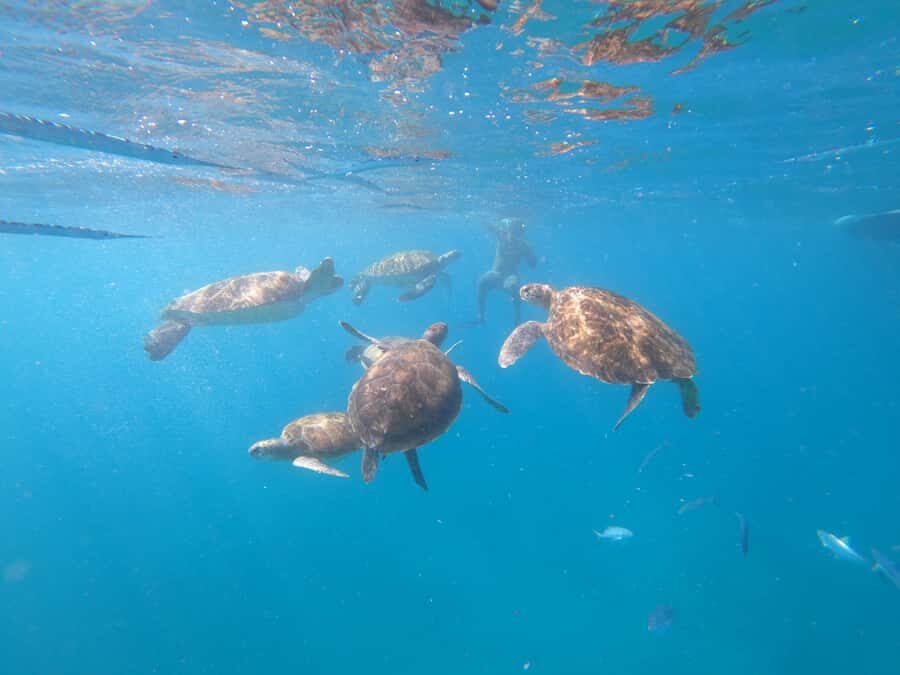 São Vicente: Snorkeling with Turtles Breathtaking Experience - Price and value: is $88 worth it?