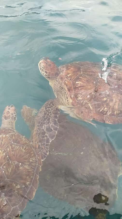 Snorkeling with Turtles - Key things that make this turtle snorkeling worth your time