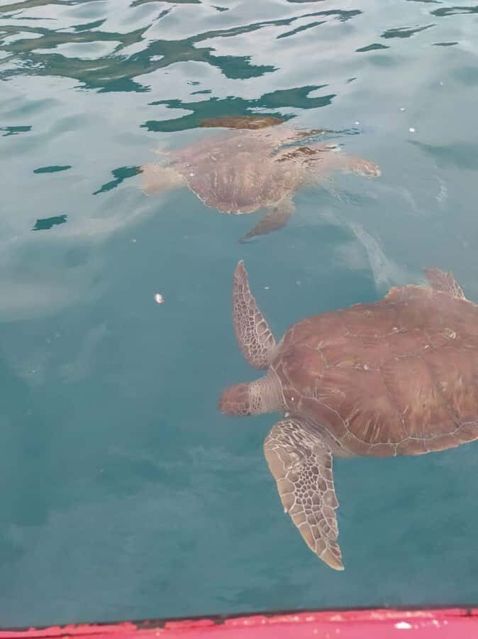 Snorkeling with Turtles - Guides and communication: why it feels well organized