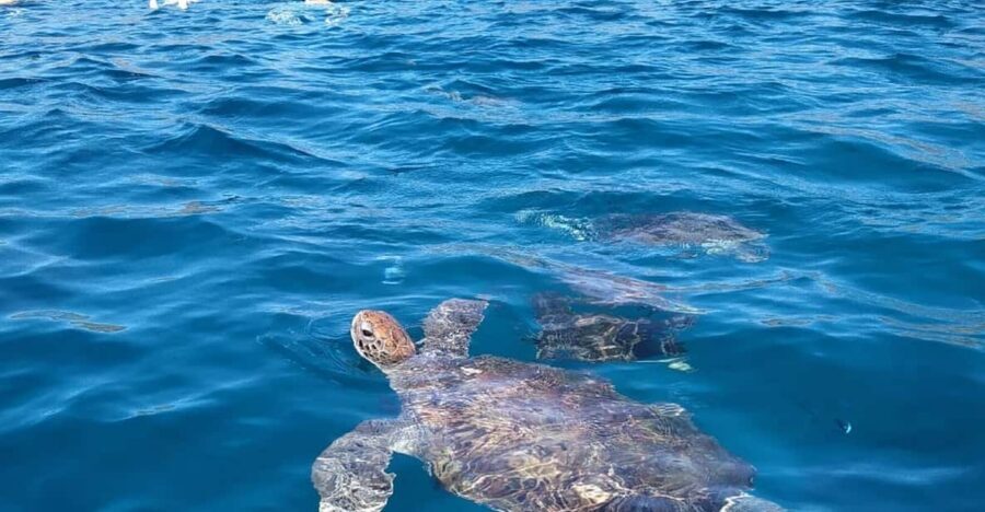 Snorkeling with turtles at Sao Pedro's Beach - Key things to know before São Pedro’s turtle snorkeling