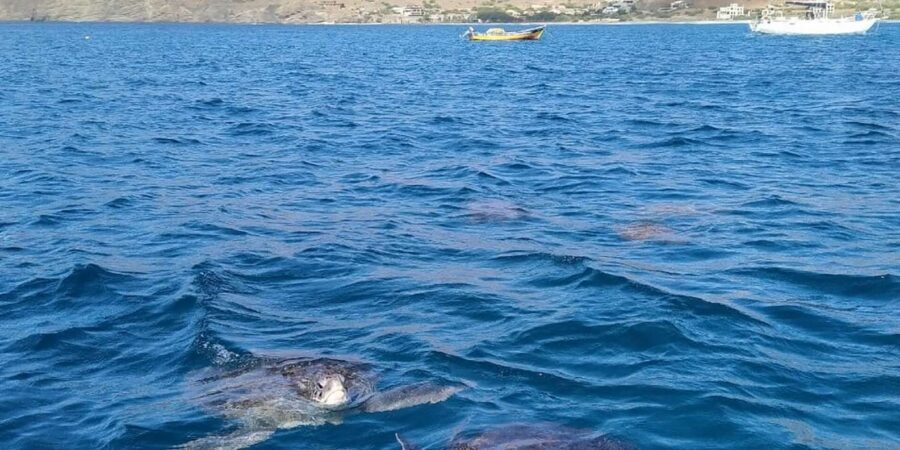 Snorkeling with turtles at Sao Pedro's Beach - What’s actually included (and what you must bring)