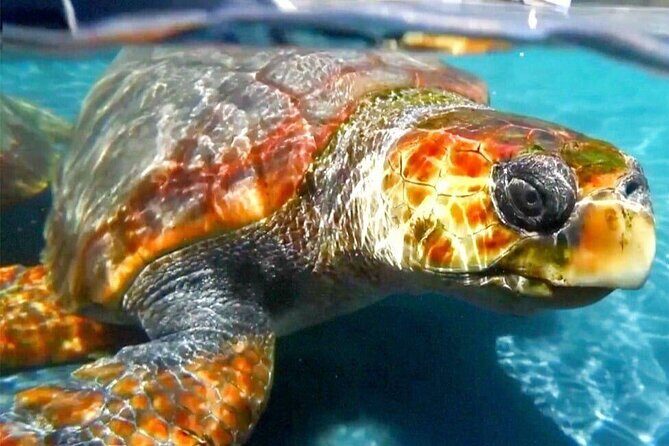 Turtle Experience in Sal island - Key things to know before you go