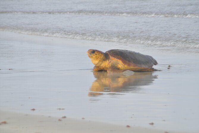 Turtle Experience in Sal island - Night Turtle Nesting on Sal: what you’re really seeing
