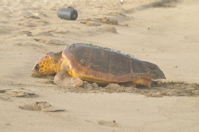 Turtle Experience in Sal island - On the beach: listening first, then watching the turtle decide