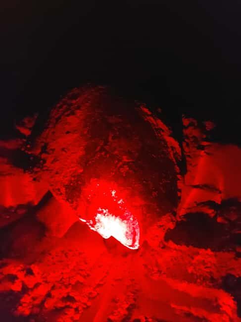 Turtle watching in Boa Vista Island - Why Boa Vista Turtle Nights Are So Special