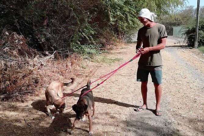 Volunteering with animals in Sao Vicente! - Volunteering with Simabo in São Vicente: why this feels real