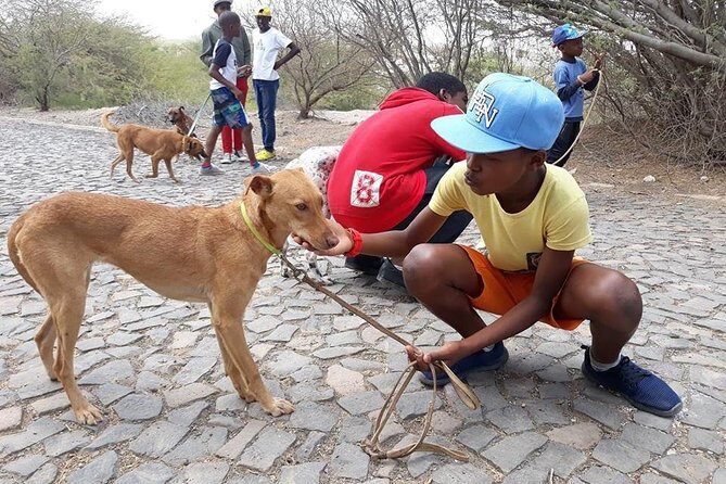 Volunteering with animals in Sao Vicente! - The animal work: dogs, puppies, and clinic help