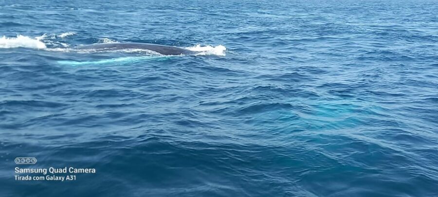 Whale watching tour SEASONAL - Riamar in Boa Vista: Why the Provider Choice Comes Up